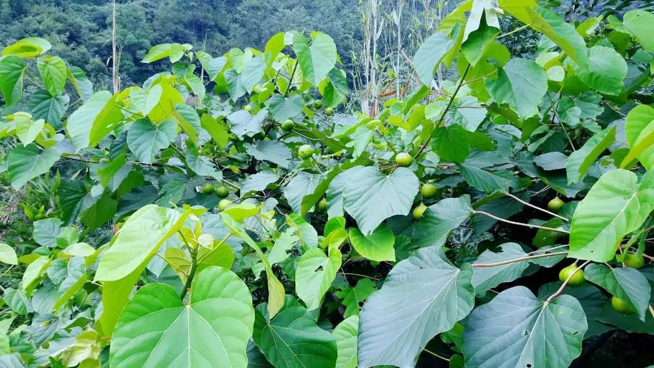 峨眉有個(gè)地方叫張山,那里的葵花開了西瓜熟了,還多涼快的!_旅游_網(wǎng)